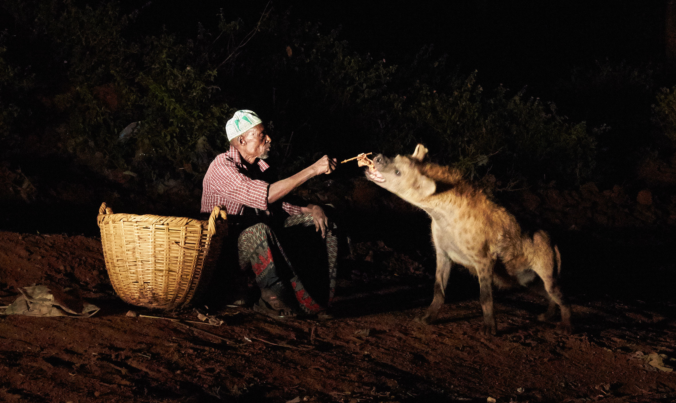 Ensinistrador de hienes