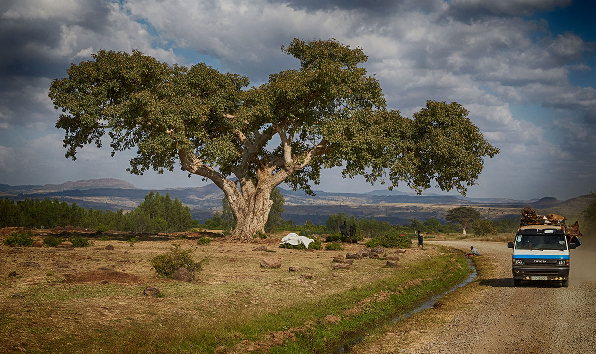 Gran ficus carretera