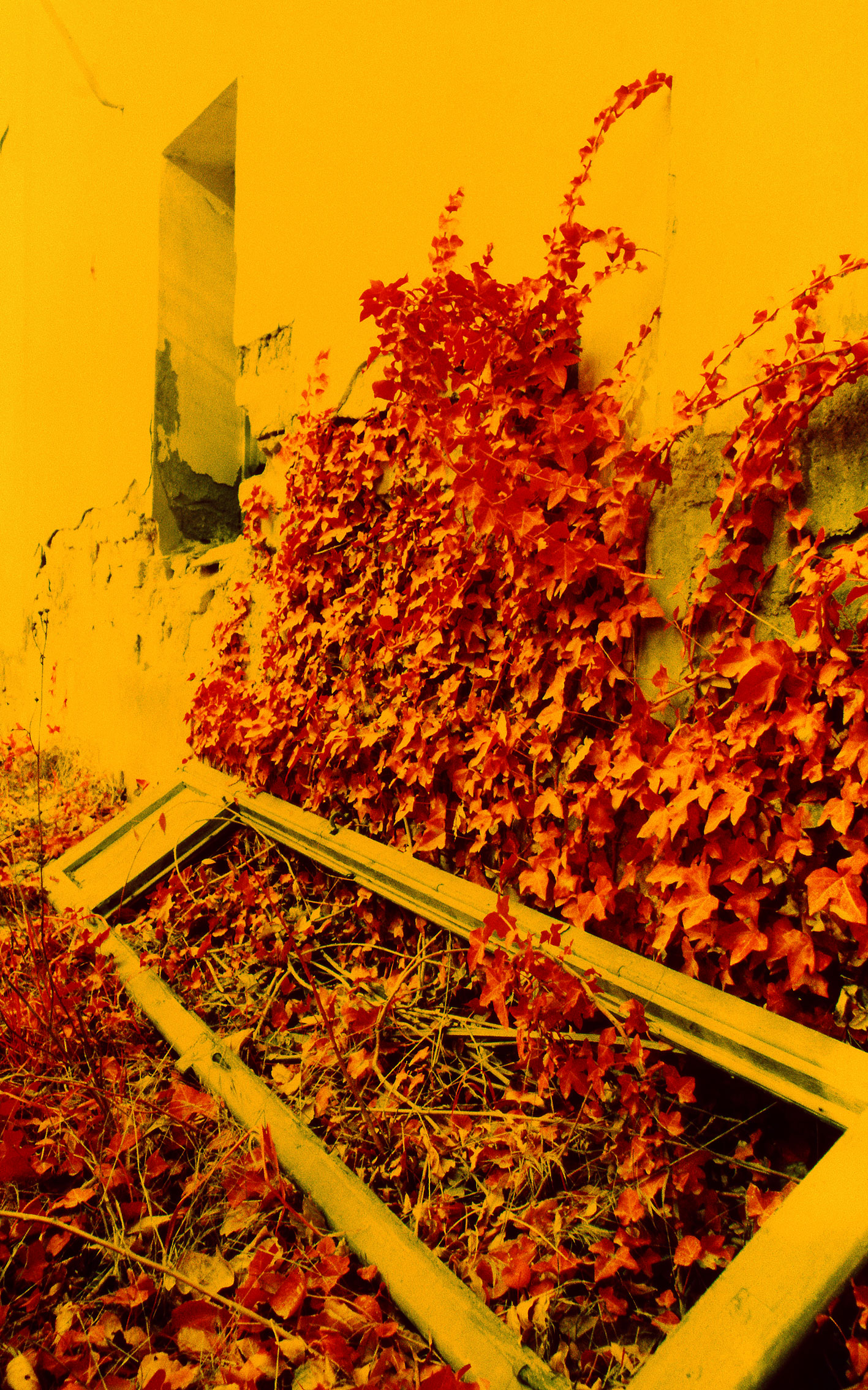 2 finestro tombat i eura