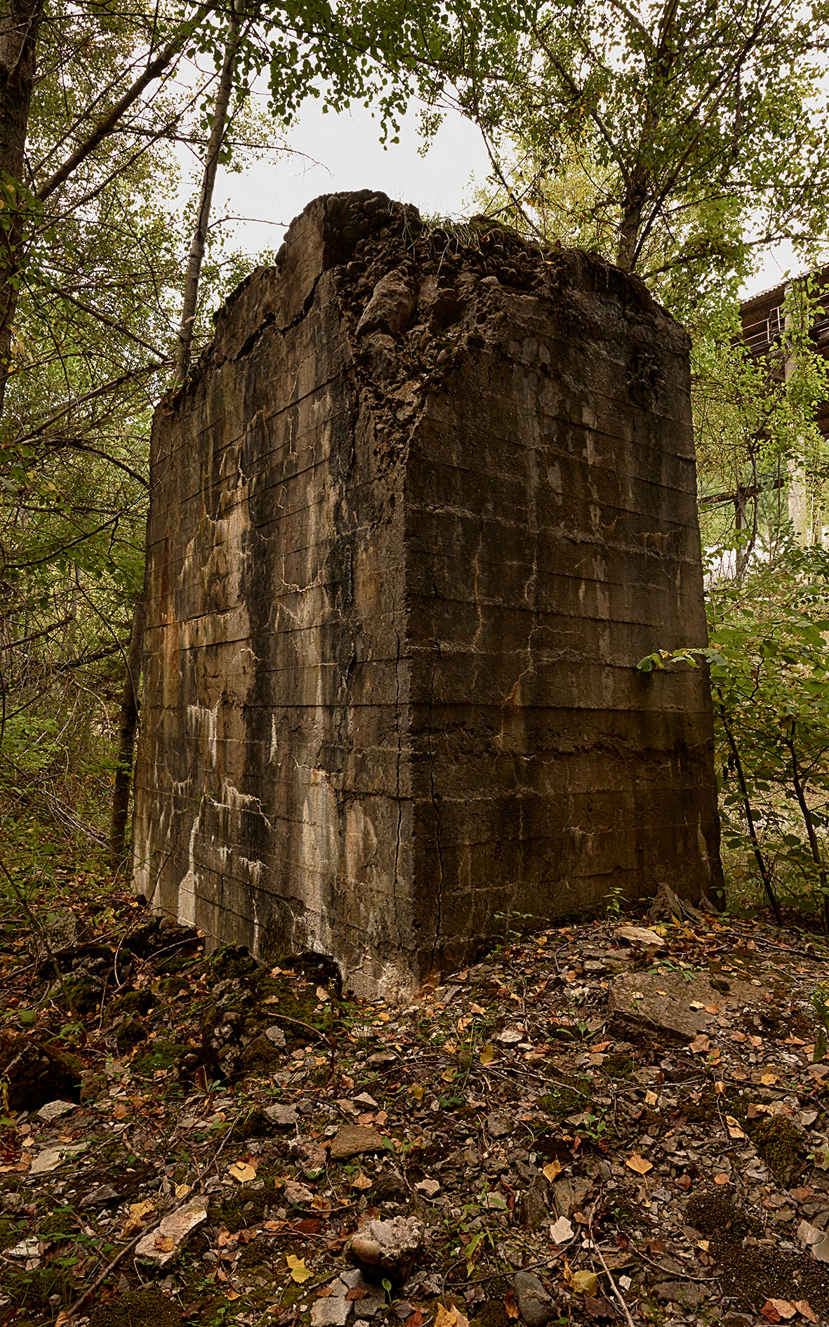 Xerallo detritus 167