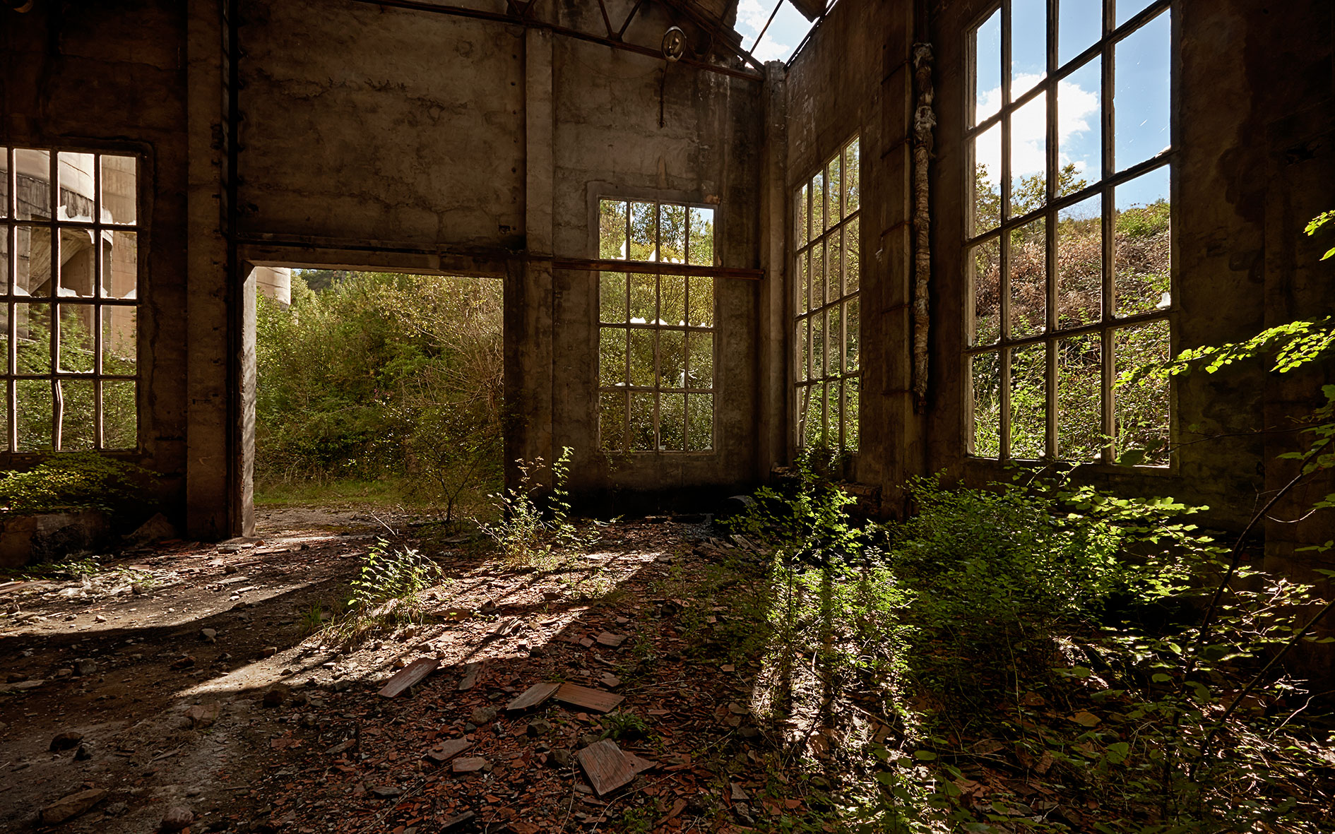 Xerallo detritus 262